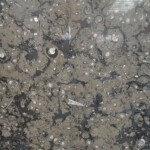 Brown fossil marble slab with competitive price