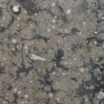 Brown fossil marble slab with competitive price