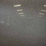 G635 Granite Slab, High Quality Red Granite Slab