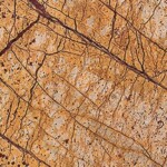 Tropical Rain Forest Marble